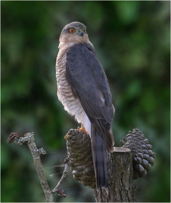 Sparrow Hawk I.jpg