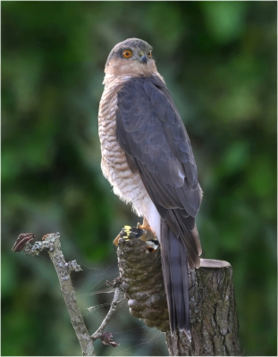 Sparrowhawk with Pray.jpg