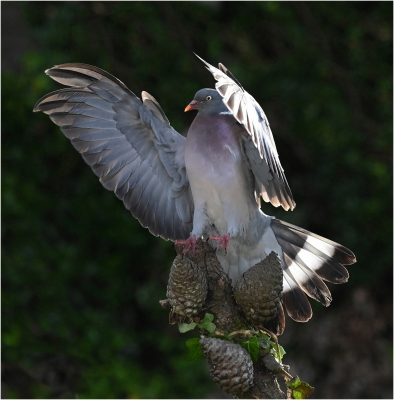 Wood Pigeon Landing.jpg
