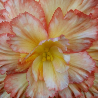 Begonia 3.jpg