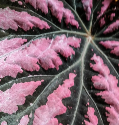 Begonia Leaf.jpg