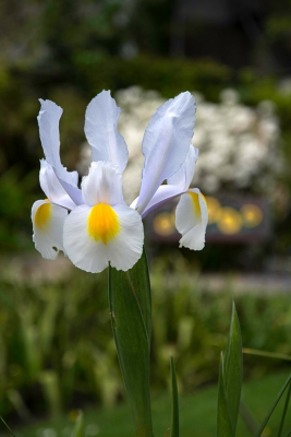 White Iris.jpg