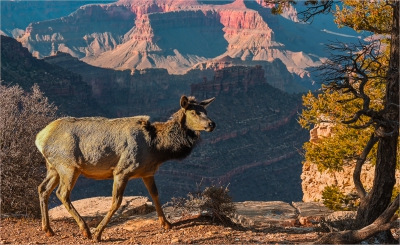 An Elk near the Edge.jpg
