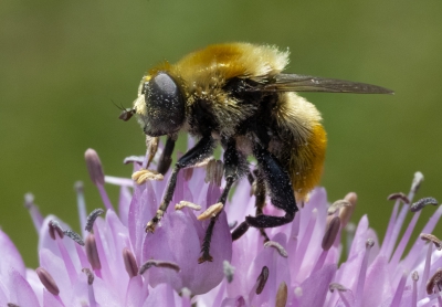 Bee in Profile.jpg