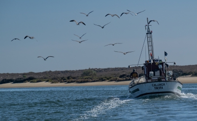 Hoping for Fish Bits.jpg