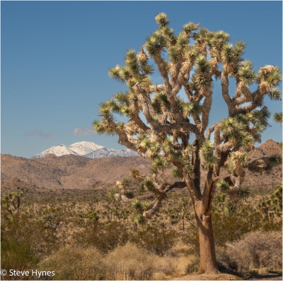 Joshua Tree.jpg