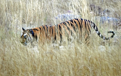 Indian Tiger (w).jpg