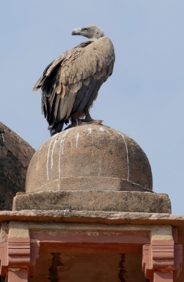 Indian Vulture.jpg
