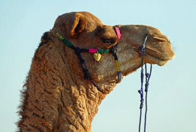 Profile Camel's Head.jpg