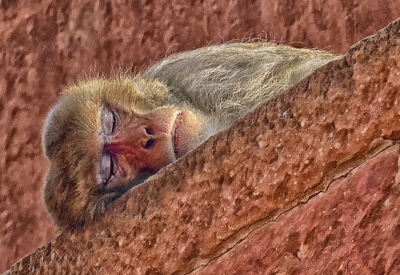 Sleeping Macaque.jpg