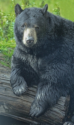 Woburn3-black Bear.jpg