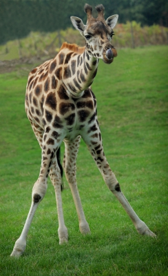 Woburn4-giraffe