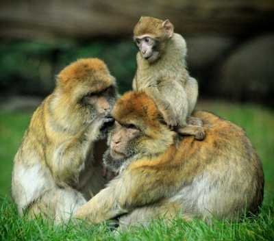 Woburn5-macaque Family.jpg